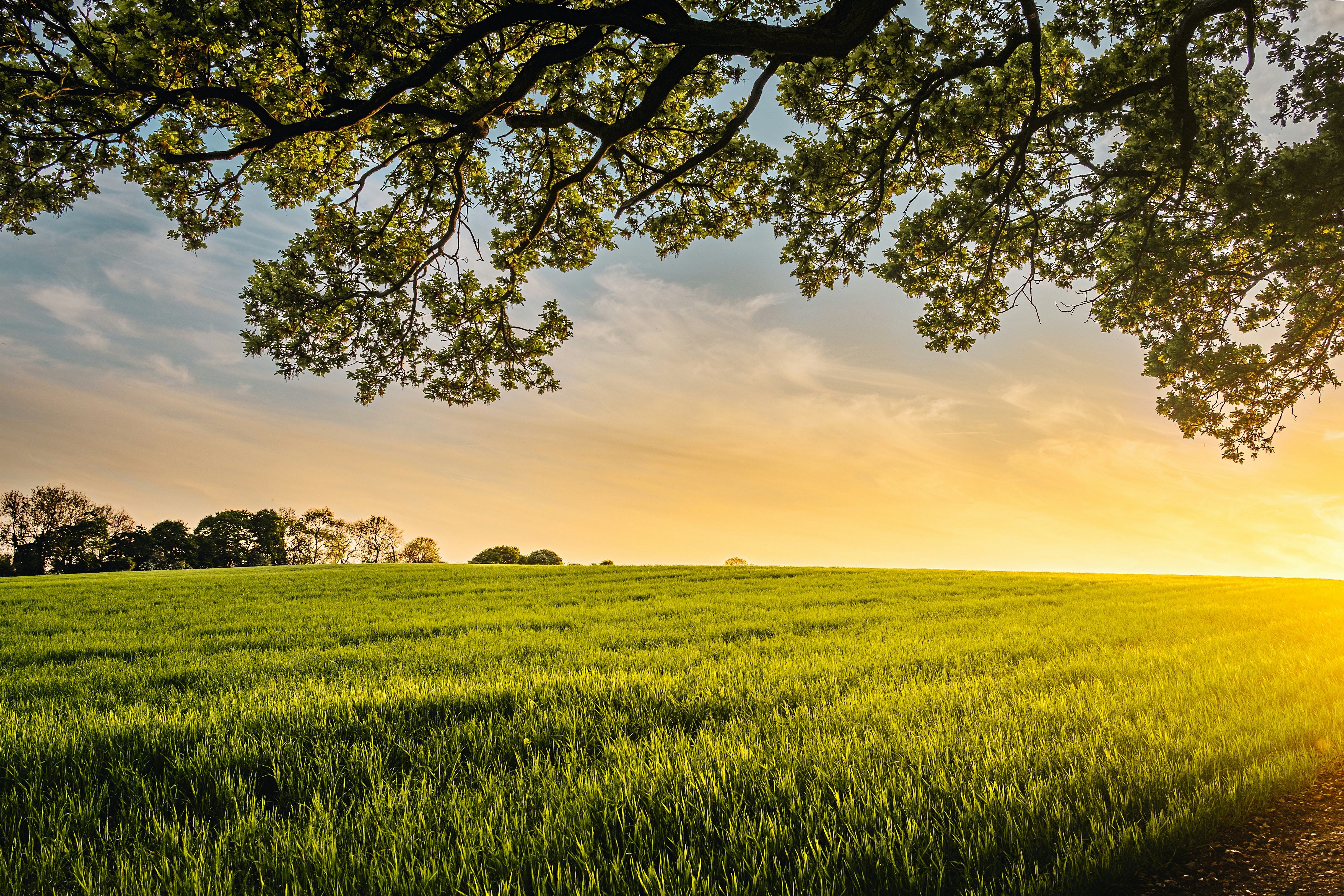 Golden sunset wheat field